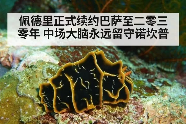 佩德里正式续约巴萨至二零三零年 中场大脑永远留守诺坎普